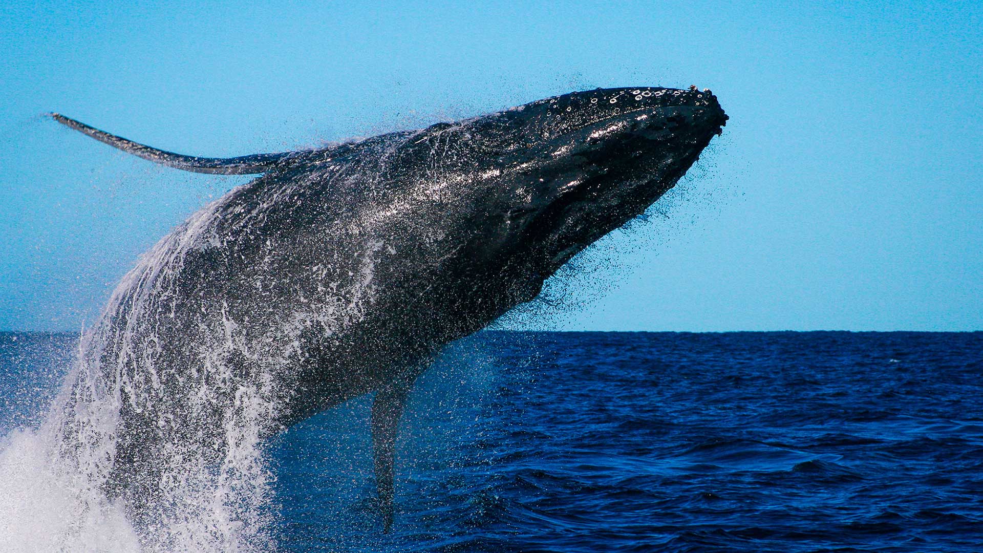 Photo gallery of Noosa Wave Boating Adventures is Noosa, Queenslands ...